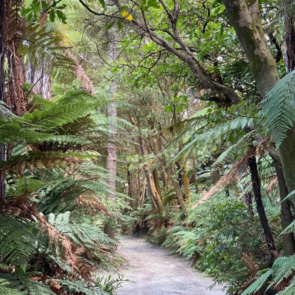 Redwoods forest in Rotorua